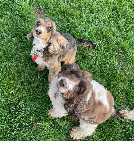 Our friends `Harley & Rolo`: Swipe To View More Images