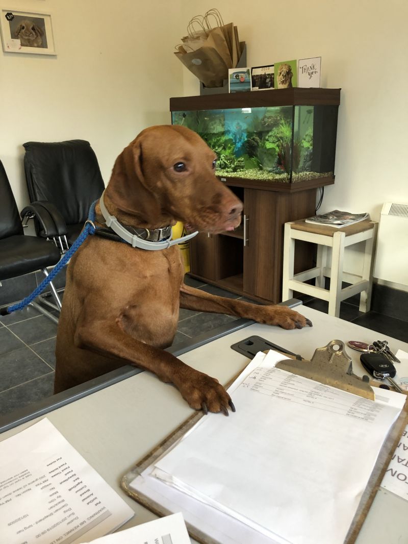 Our friend ‘Bella ‘booking herself in for a stay! ?: Swipe To View More Images
