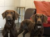 Our Friends ‘Jasper & Buddy’: Click Here To View Larger Image