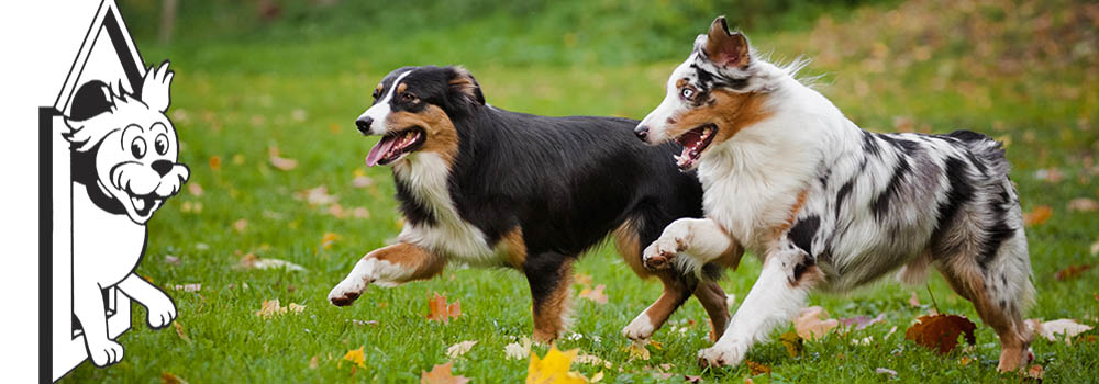 Photo of Boarding Kennels