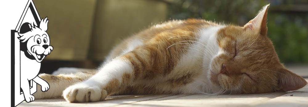 Photo of Boarding Cattery