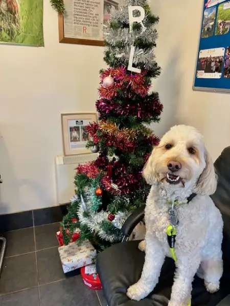 Merry Christmas to all from the team at High Barn Kennel and Cattery as well as from our friend Bogey&excl;: Swipe To View More Images
