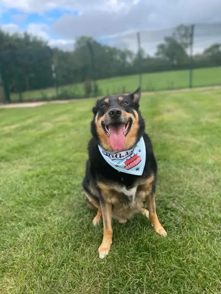 Cas is one of our regular day boarders and celebrating a birthday today 23&sol;9&excl;   HAPPY BIRTHDAY CAS&excl;: Swipe To View More Images