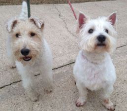 Pinky & Parsnip