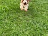 Our friend `Coco`: Click Here To View Larger Image