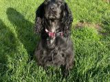 Our friend `Lola` the showgirl!!: Click Here To View Larger Image