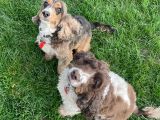 Our friends `Harley & Rolo`: Click Here To View Larger Image