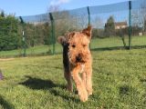 Our friend `Toby`: Click Here To View Larger Image