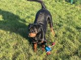 Our friend `Harley`: Click Here To View Larger Image