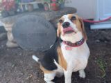 Our friend `Coco`: Click Here To View Larger Image