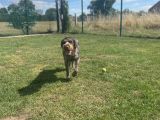 Valkyrie - obviously a fan of Wimbledon!: Click Here To View Larger Image