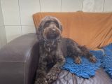 Our friend &grave;Teddy&grave;: Click Here To View Larger Image