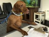 Our friend ‘Bella ‘booking herself in for a stay! ?: Click Here To View Larger Image