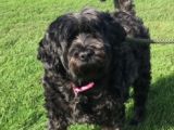 Our friend ‘Molly’ : Click Here To View Larger Image
