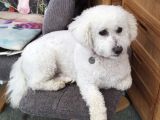Our friend ‘Archie’ having returned home after a stay with us. : Click Here To View Larger Image