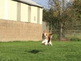 Our Friend `Rory` in full flight!: Click Here To View Larger Image