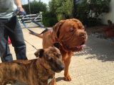 Our friends `Ace & Harper`: Click Here To View Larger Image