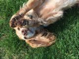 Our friend Bella: Click Here To View Larger Image