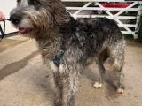 Our friend ` Dougal`: Click Here To View Larger Image