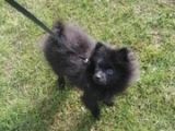 Our friend ` Frankie`: Click Here To View Larger Image