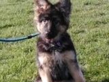 Our friend ` Millie` who has grown since this photo I`m sure!: Click Here To View Larger Image