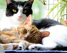 Cattery